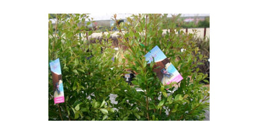 How To Care And Grow Lagerstroemia Crepe Myrtle?