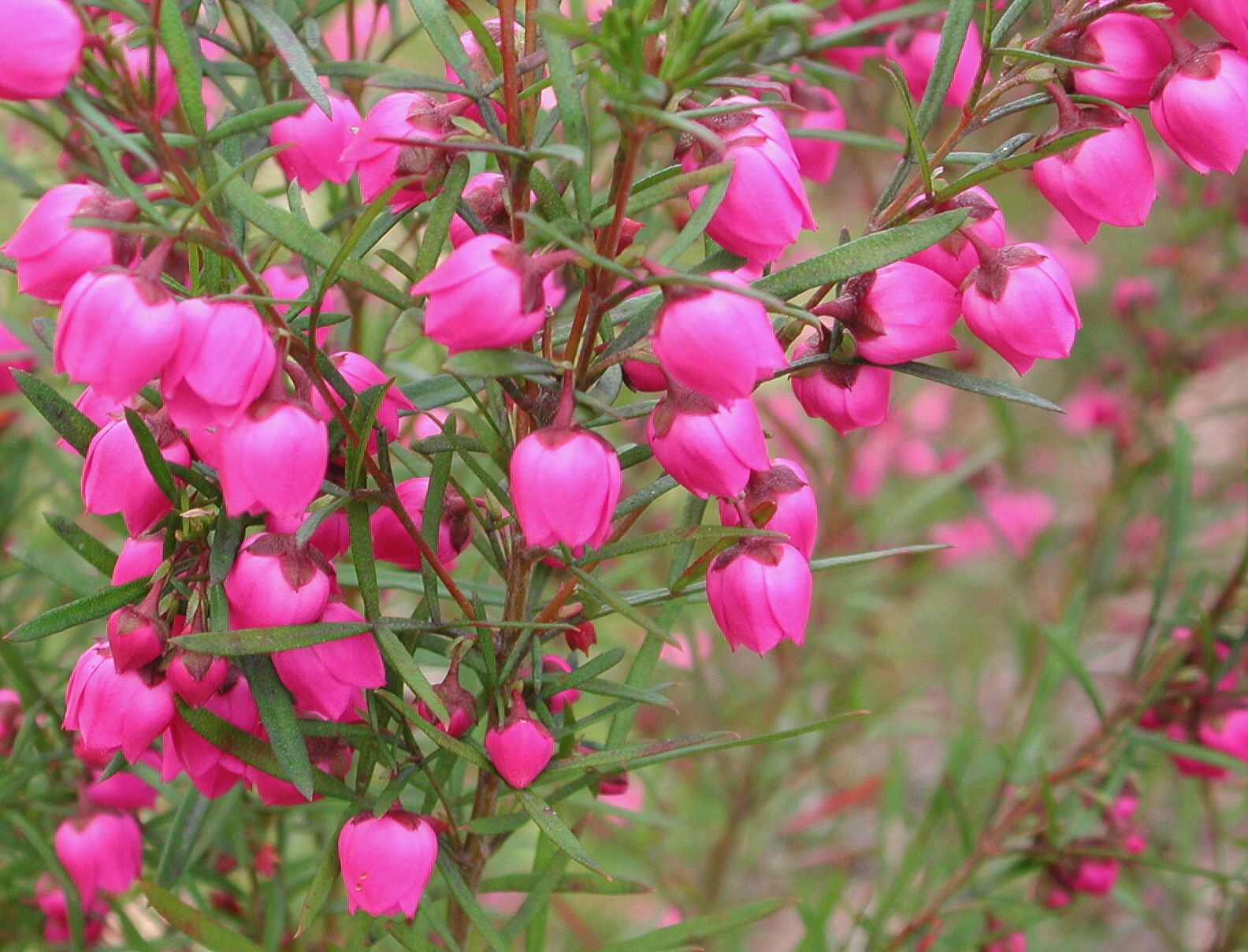 Buy Boronia Plants Online | Fragrant Australian Native Shrubs | Spring ...