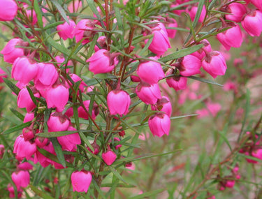 Boronia