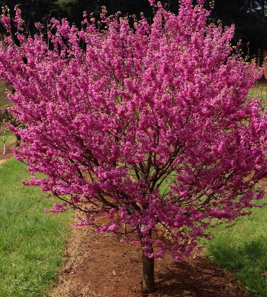 Cercis Deciduous Trees for Sale Australia | Buy Redbud Trees Online