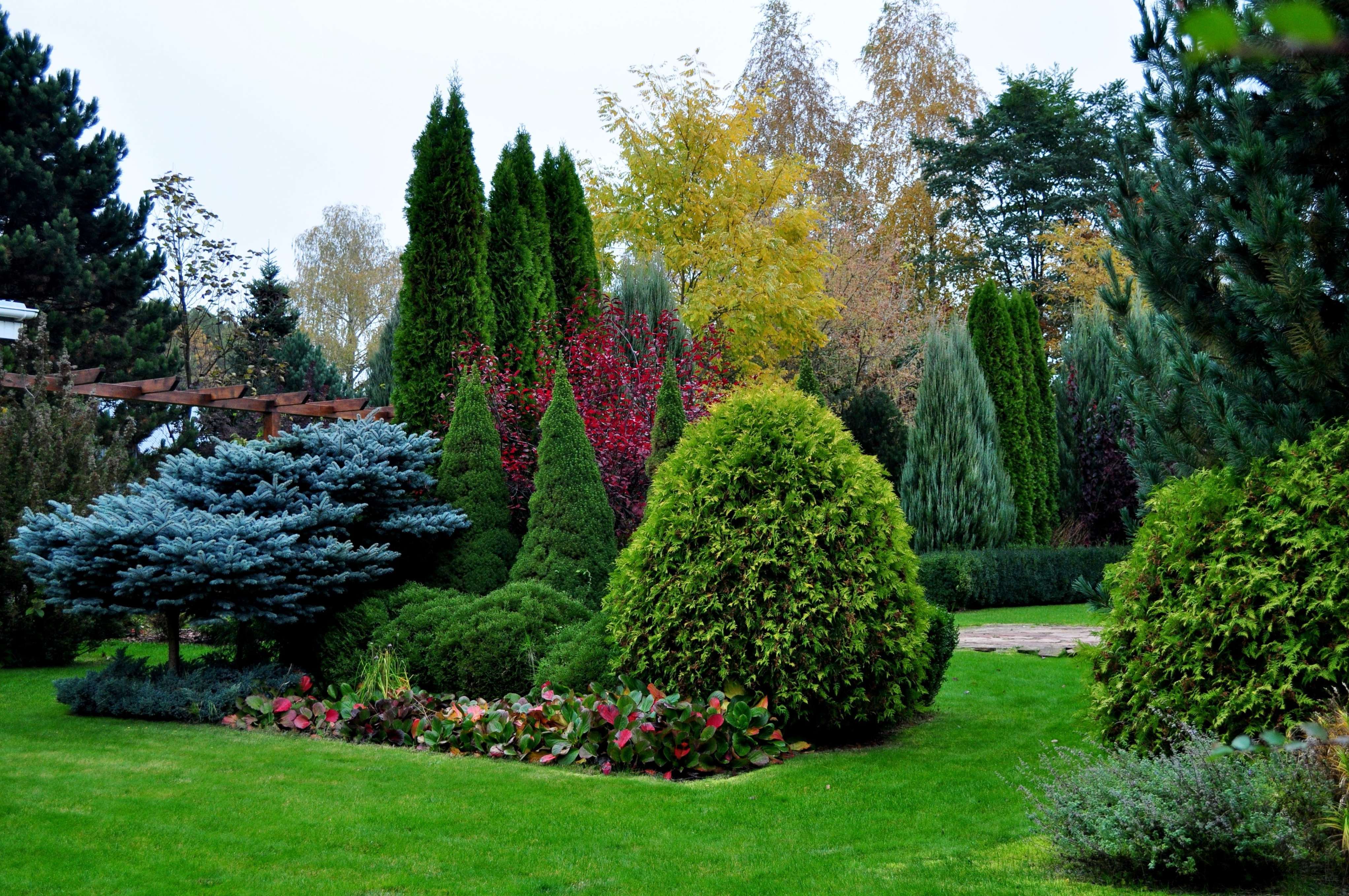 Conifers Tree for Sale | Evergreen Screening & Pencil Pine Trees