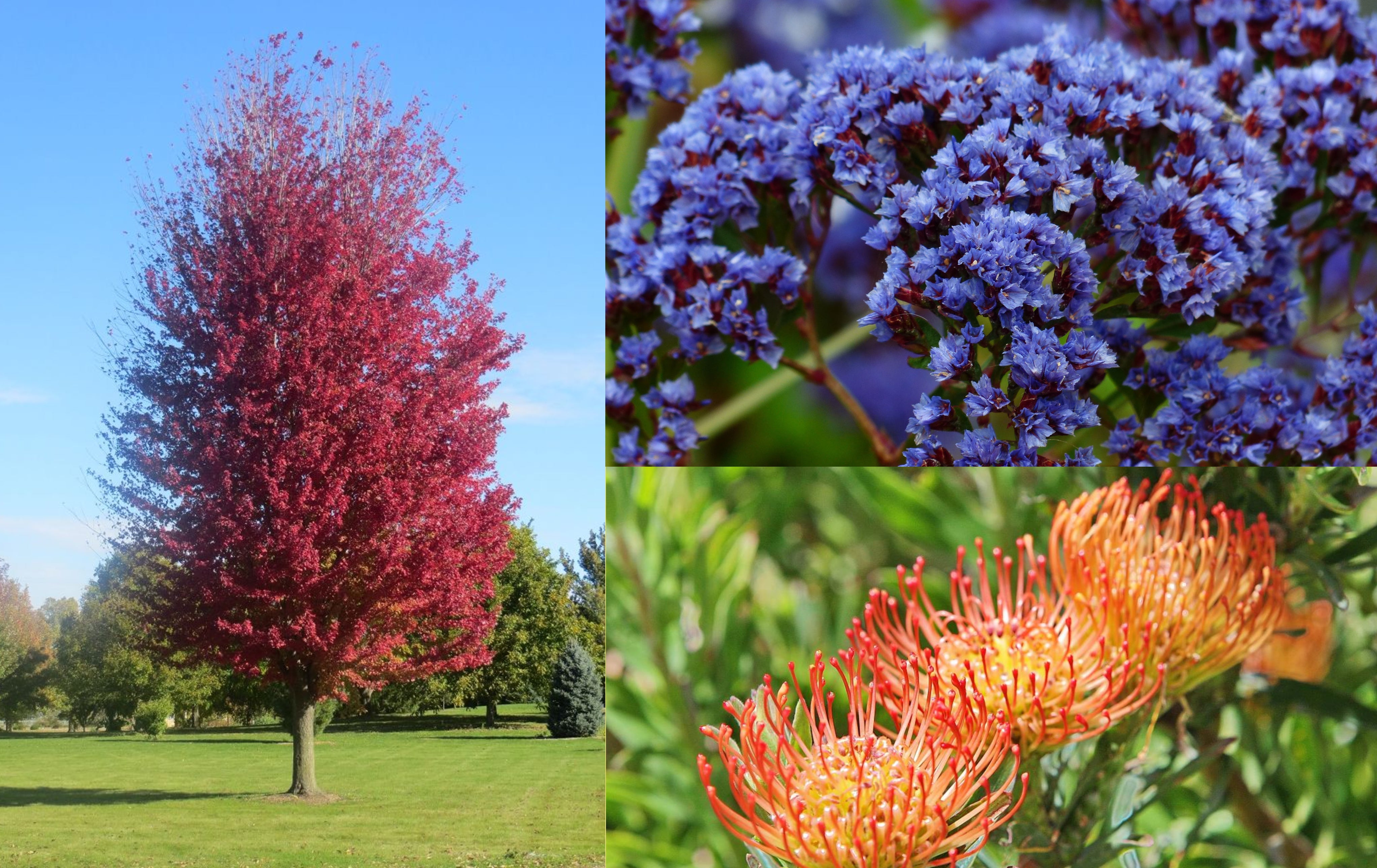 Winter Flowering Plants for Sale Online Plants Melbourne Page