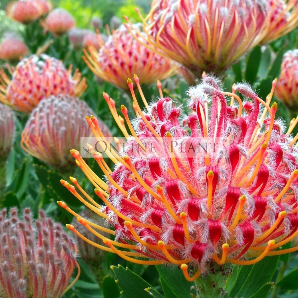 Leucospermum Pincushion Protea Plants Australia | Online Plants