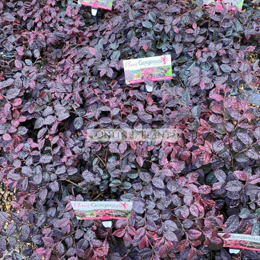 Loropetalum