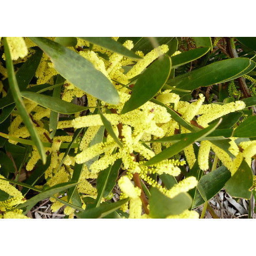 Acacia longifolia 'Sydney Golden Wattle' | Online Plants Melbourne