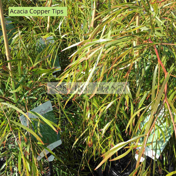 Acacia Copper Tips | For Sale Online Plants Melbourne Australia