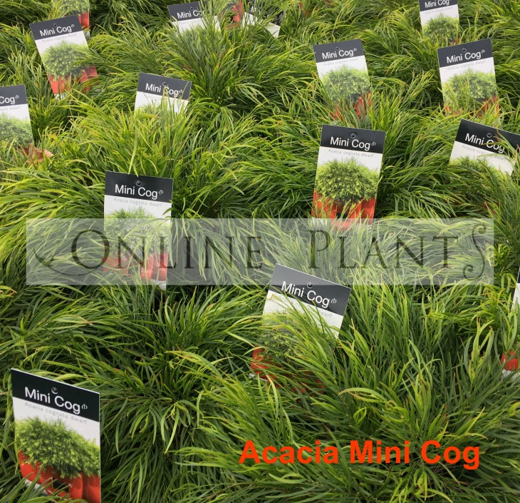 Acacia Cognata 'Mini Cog' for sale | Online Plants Melbourne