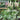 Acanthus mollis Whitewater