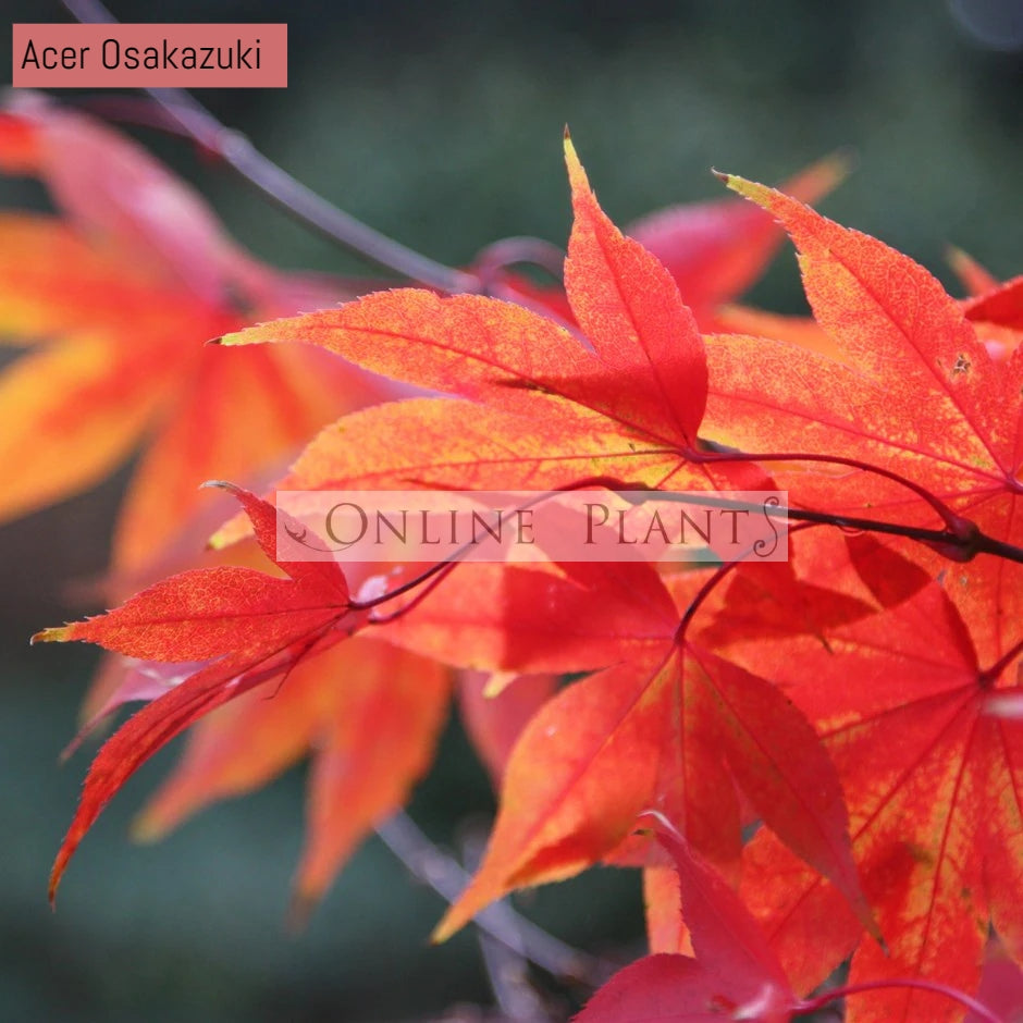 Acer Palmatum, Osakazuki Japanese Maple for sale Online Plants Melbourne