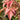 Acer Negundo, Sensation, Box Elder Maple