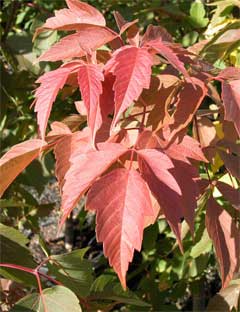 Acer Negundo, Sensation, Box Elder Maple