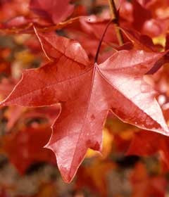 Acer Platanoides, Keithsform Norwegian Sunset
