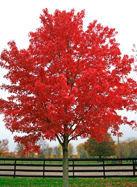 Acer, Japanese and Canadian Maple