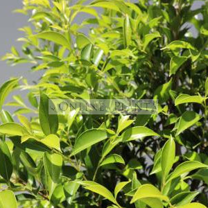 Acmena smithii 'Sublime™ DOW30 PBR'