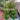 Acmena smithii minor, Sunrise, Dwarf Lily Pilly
