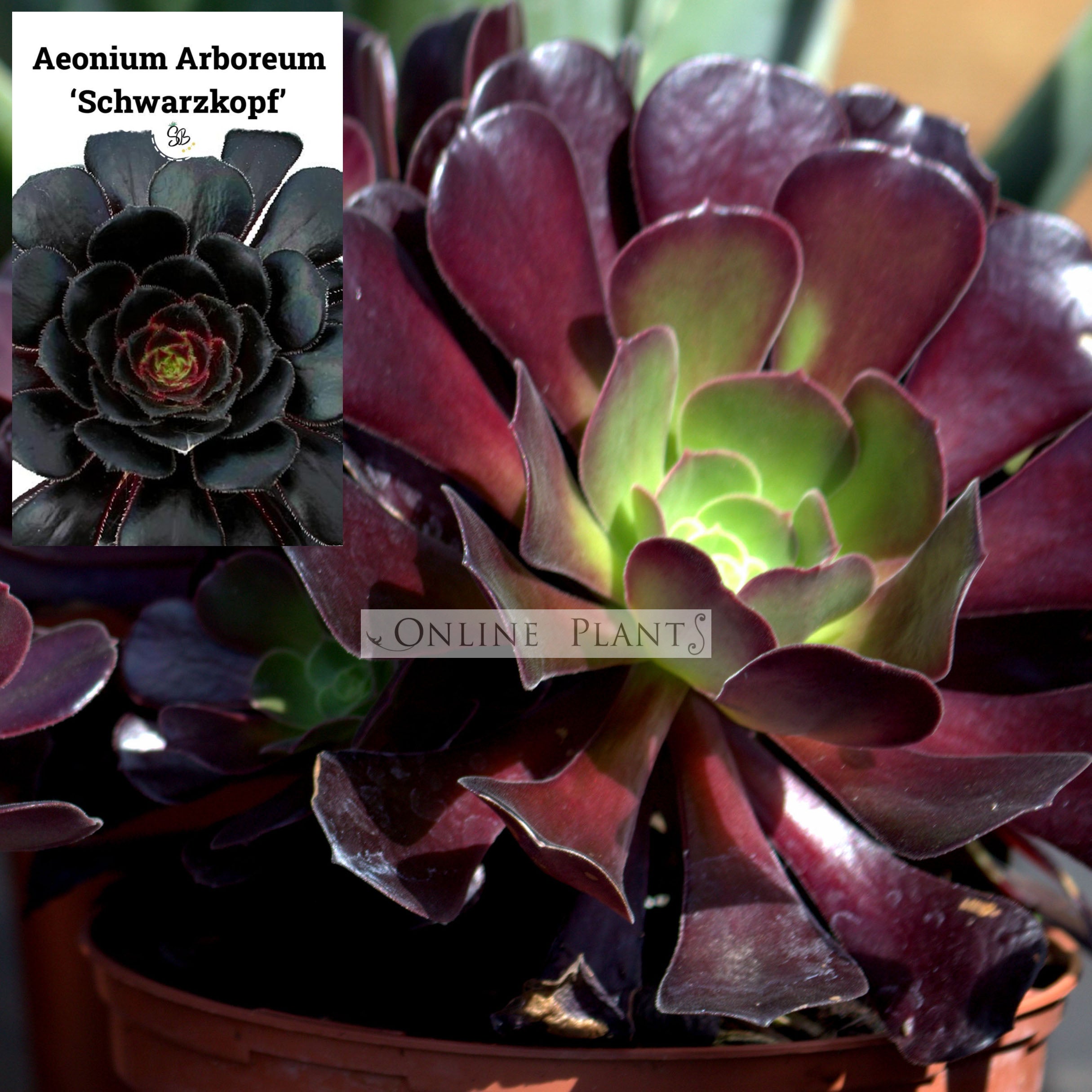 black rose succulent australia Aeonium Arboreum Atropurpureum Schwarzkopf For Sale