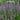 Agastache Blue Fortune