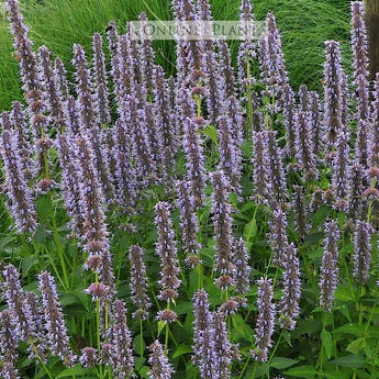 Agastache Blue Fortune