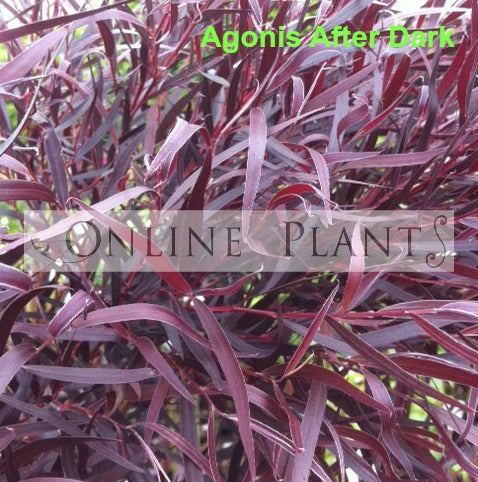 Agonis After Dark | Online Plants Melbourne, Australia