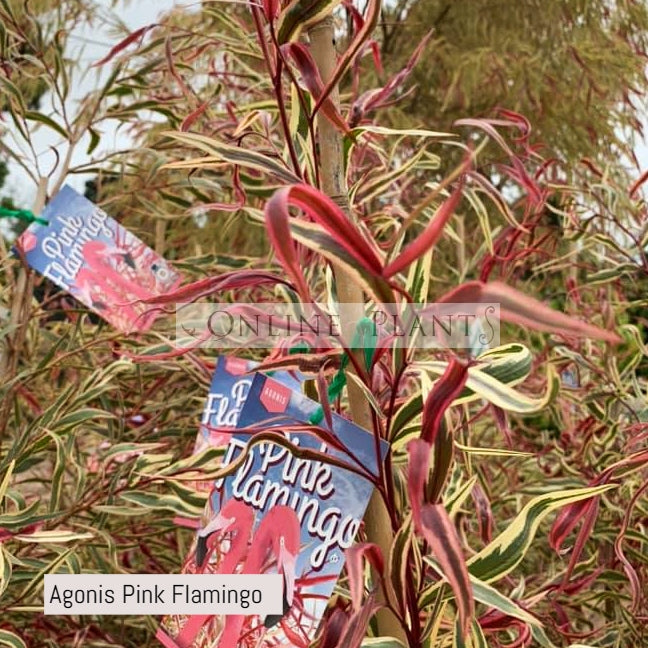 Agonis Pink Flamingo For Sale | Online Plants Melbourne