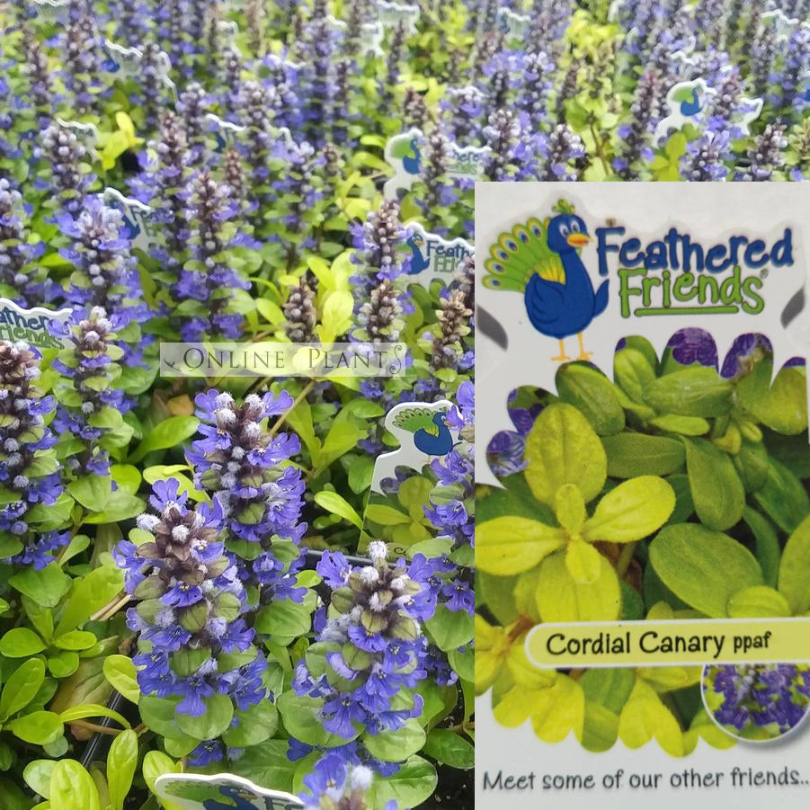 Ajuga Feathered Friends™ Cordial Canary