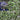 Ajuga Tuff n Tidy