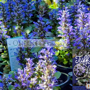 Ajuga Tuff n Tidy
