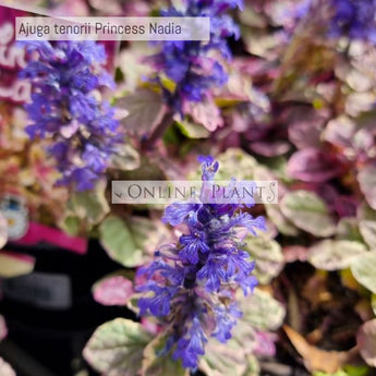 Ajuga tenorii Princess Nadia