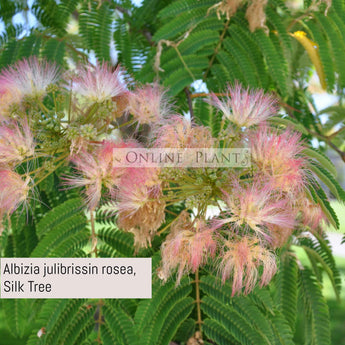 Albizia julibrissin rosea, Silk Tree