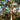 Angophora costata, Smooth barked Apple