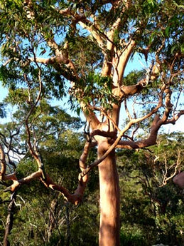Angophora costata, Smooth barked Apple