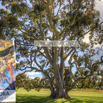 Angophora costata, Smooth barked Apple