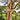 Angophora costata, Smooth barked Apple