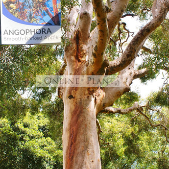 Angophora costata, Smooth barked Apple
