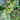 Aphanopetalum resinosum Gum Vine