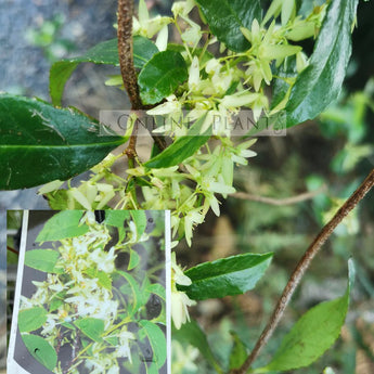 Aphanopetalum resinosum Gum Vine