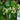 Aphanopetalum resinosum Gum Vine