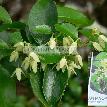 Aphanopetalum resinosum Gum Vine