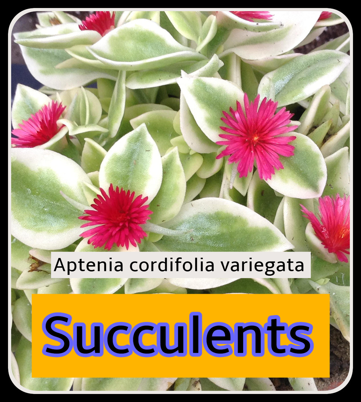 variegated succulent with pink flowers Aptenia Cordifolia Variegata