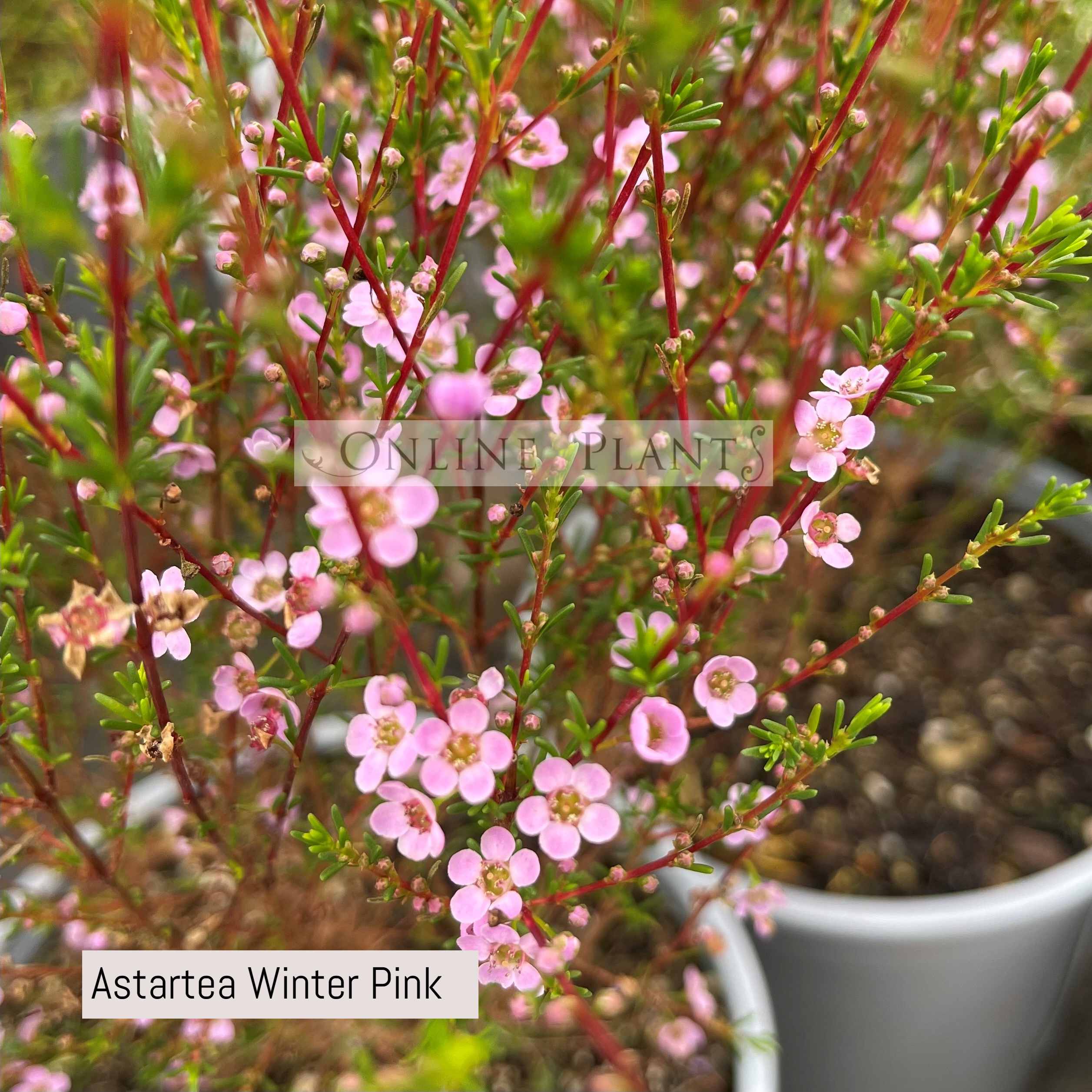 Astartea Astartea Winter Pink for Sale | Online Plants Melbourne