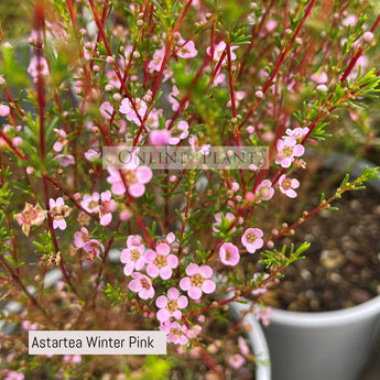 Leptospermum Tea Tree Plant for Sale | Online Plants Melbourne Australia