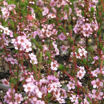 Leptospermum Tea Tree Plant for Sale | Online Plants Melbourne Australia