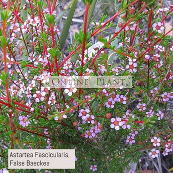 Leptospermum Tea Tree Plant for Sale | Online Plants Melbourne Australia