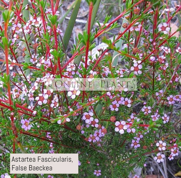 Astartea Fascicularis, False Baeckea for sale | Online Plants Melbourne