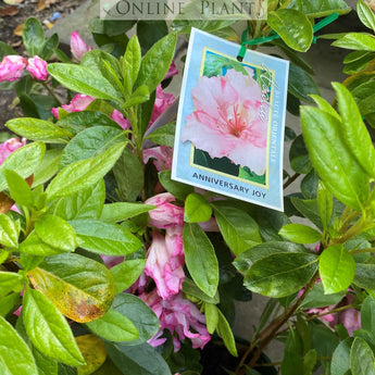 Azalea Anniversary Joy