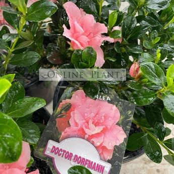 Azalea Indica Doctor Dorfman