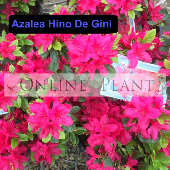 Azalea 7gl Azalea Plants for Sale, Buy Azalea Varieties Online Melbourne