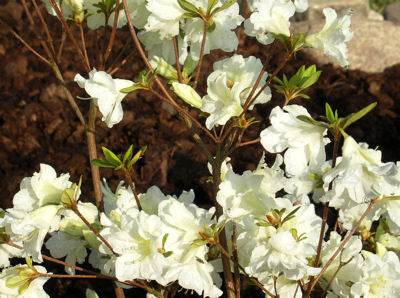 Azalea Plants for Sale, Buy Azalea Varieties Online Melbourne