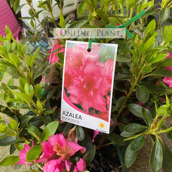 Azalea Rose King
