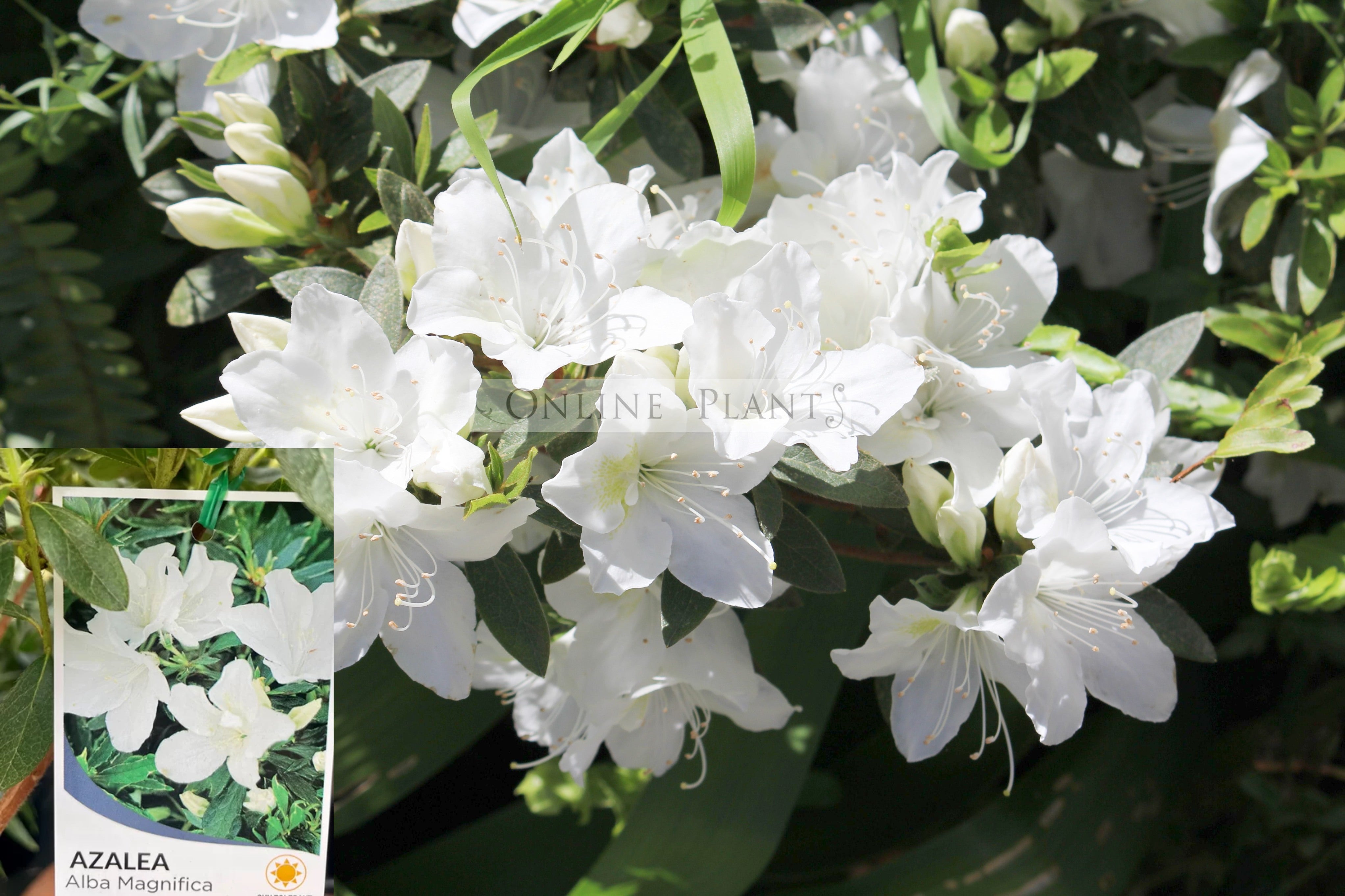 Azalia Alba Azalea Alba Magnifica For Sale | Online Plants Melbourne